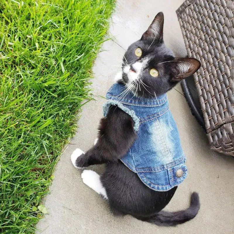 DenimPaws Jacket